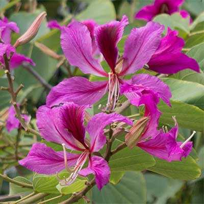 Blüten der Hongkong Bauhinia